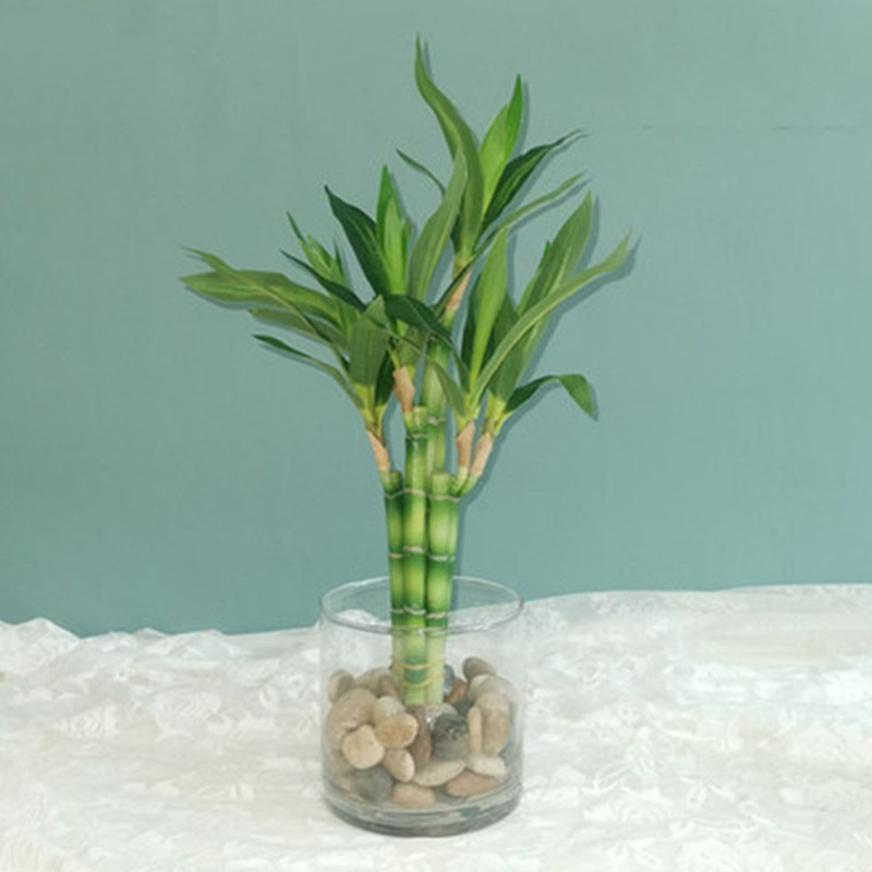 New 40cm rFtificial Lucky Bamb - Aquarium Plants Book 评论和价格