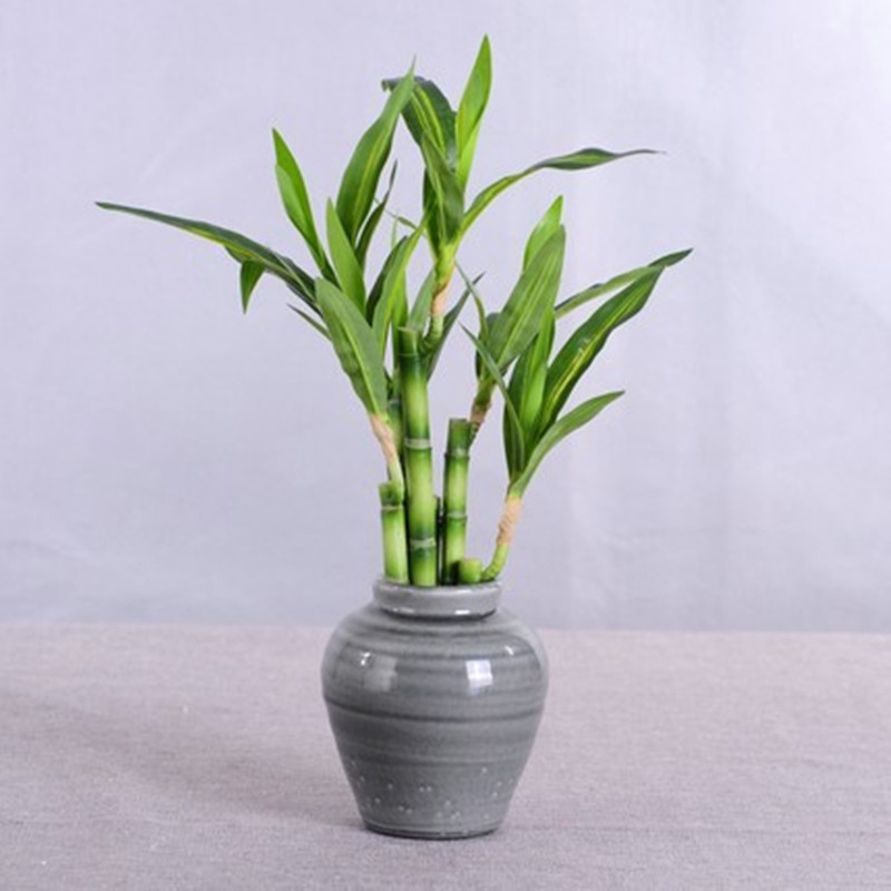 New 40cm rFtificial Lucky Bamb - Aquarium Plants Book 评论和价格