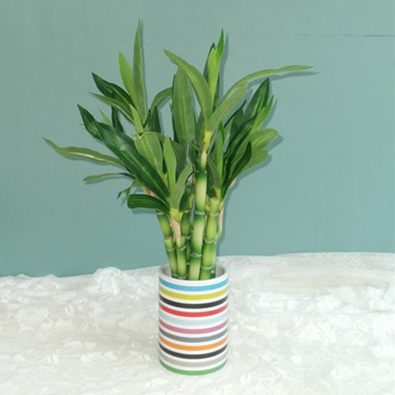New 40cm rFtificial Lucky Bamb - Aquarium Plants Book 评论和价格