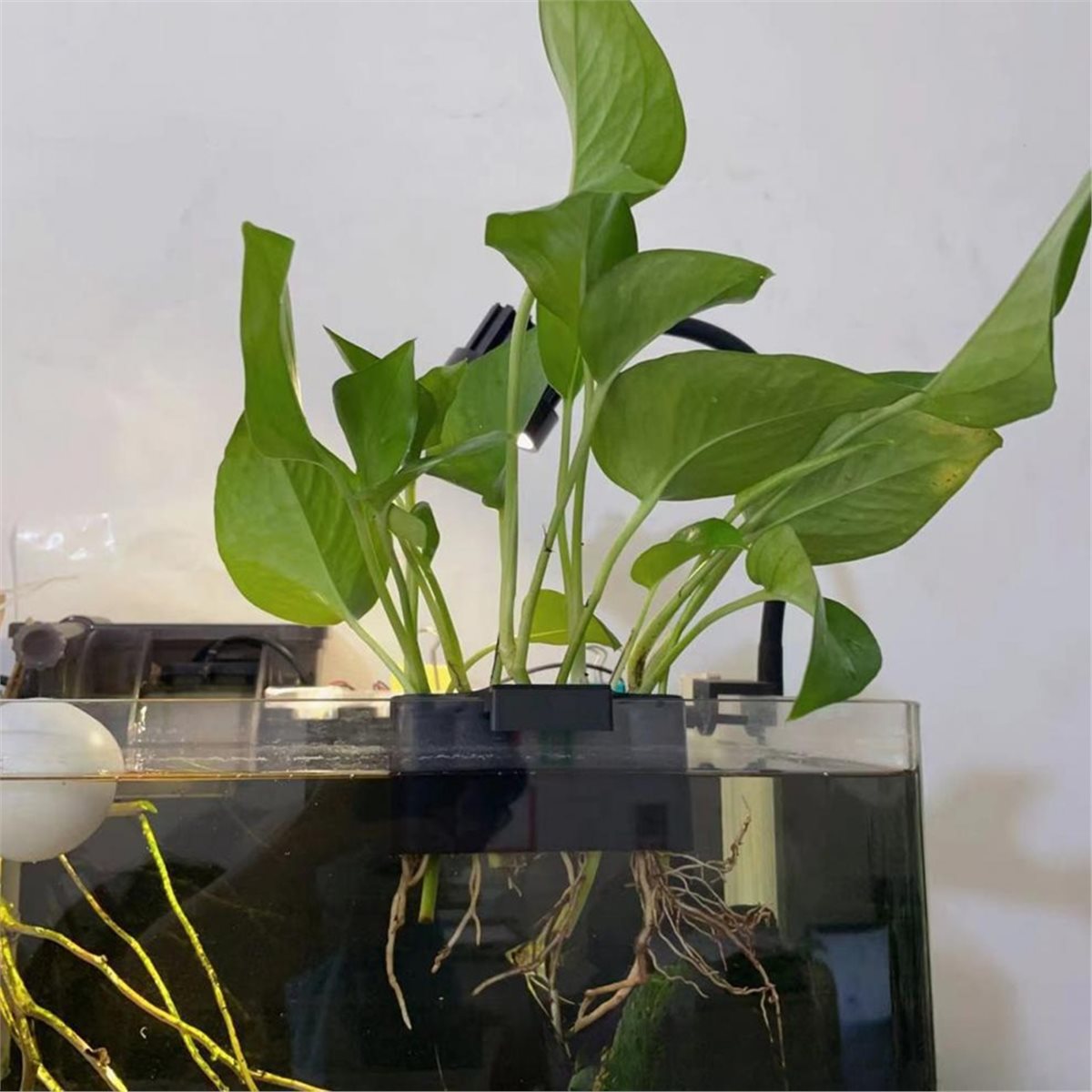 (ABAB) Aquarium Plant Holder A - Emersed Plants Aquarium 评论和价格