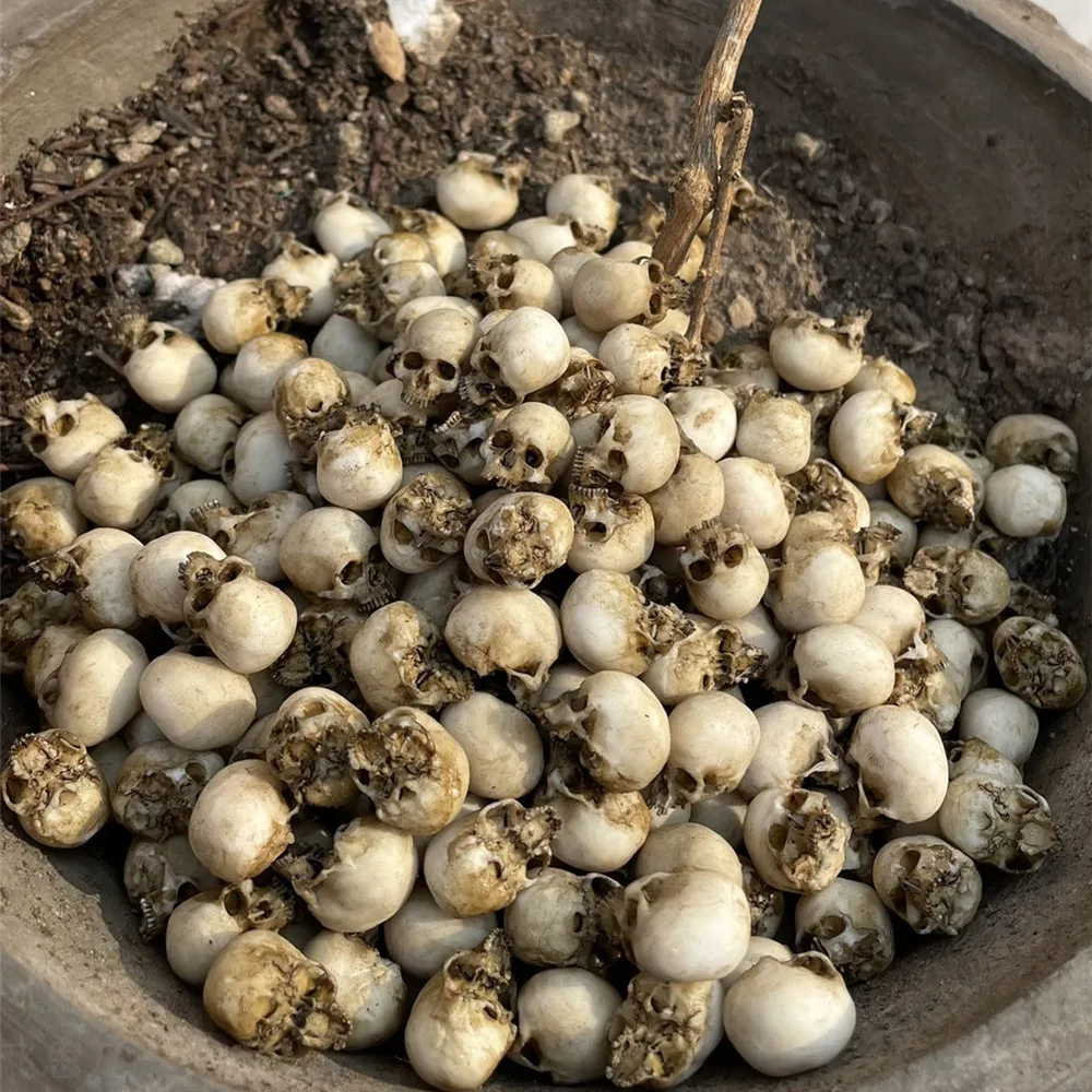 Mini Skull High Quality Miniat - Aquarium Plants Book 评论和价格