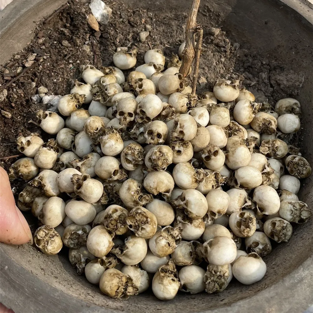 Mini Skull High Quality Miniat - Aquarium Plants Book 评论和价格