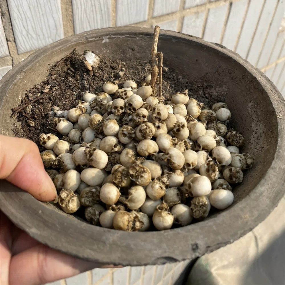Mini Skull High Quality Miniat - Aquarium Plants Book 评论和价格
