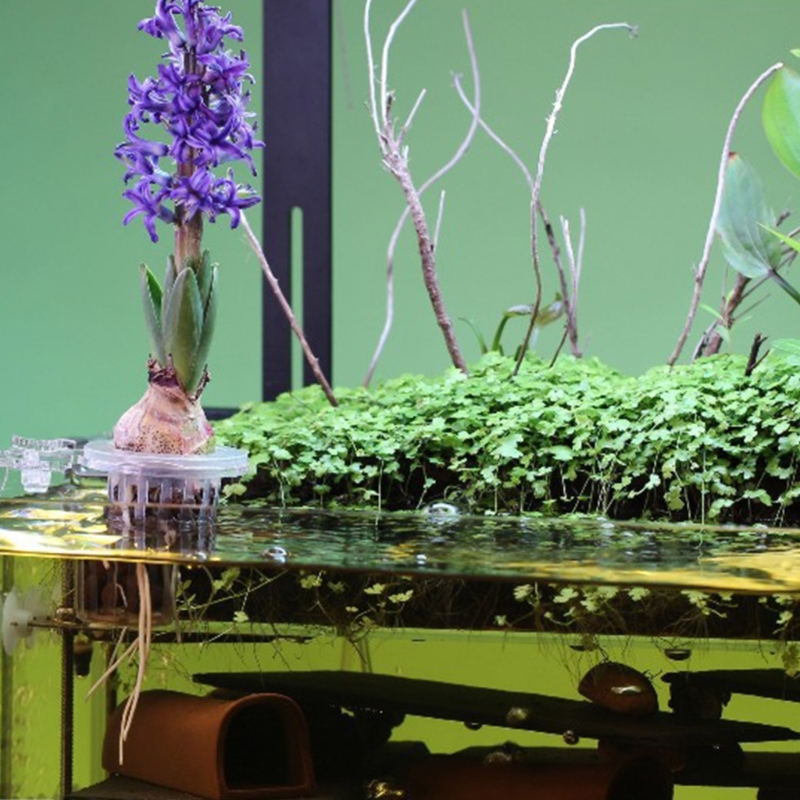 Aquariums Plant Stand Plant Cu - Emersed Plants Aquarium 评论和价格